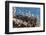 California brown pelicans, Pelecanus occidentalis, Avila Beach, California, USA-Russ Bishop-Framed Photographic Print