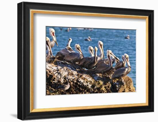 California brown pelicans, Pelecanus occidentalis, Avila Beach, California, USA-Russ Bishop-Framed Photographic Print