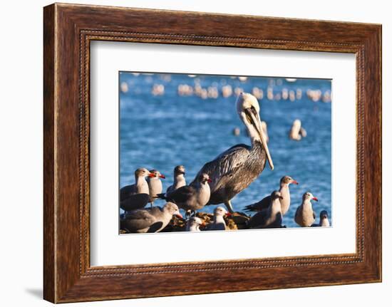 California brown pelicans, Pelecanus occidentalis, Avila Beach, California, USA-Russ Bishop-Framed Photographic Print