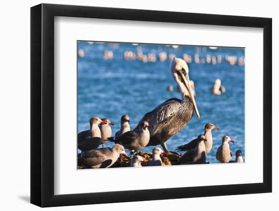 California brown pelicans, Pelecanus occidentalis, Avila Beach, California, USA-Russ Bishop-Framed Photographic Print