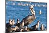 California brown pelicans, Pelecanus occidentalis, Avila Beach, California, USA-Russ Bishop-Mounted Photographic Print