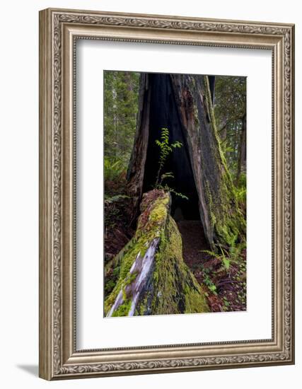 California. Burned Out Redwood and New Growth, Lady Bird Johnson Grove-Judith Zimmerman-Framed Photographic Print