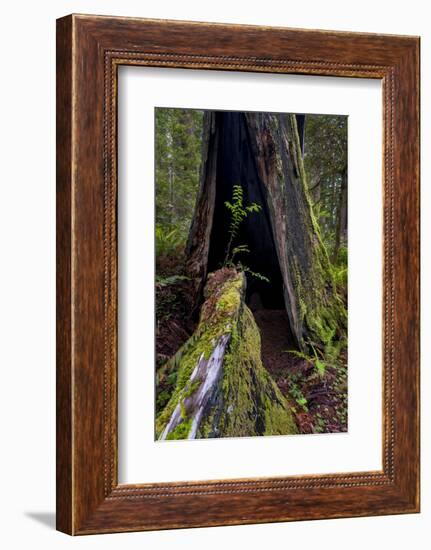 California. Burned Out Redwood and New Growth, Lady Bird Johnson Grove-Judith Zimmerman-Framed Photographic Print