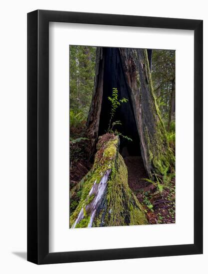 California. Burned Out Redwood and New Growth, Lady Bird Johnson Grove-Judith Zimmerman-Framed Photographic Print