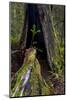 California. Burned Out Redwood and New Growth, Lady Bird Johnson Grove-Judith Zimmerman-Mounted Photographic Print