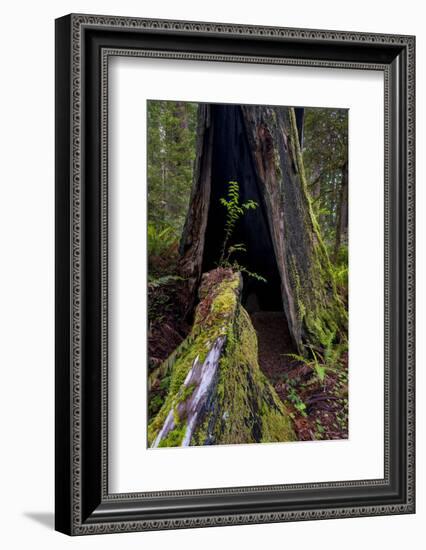 California. Burned Out Redwood and New Growth, Lady Bird Johnson Grove-Judith Zimmerman-Framed Photographic Print