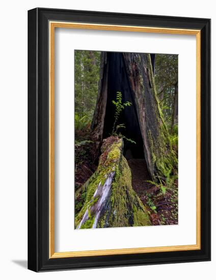 California. Burned Out Redwood and New Growth, Lady Bird Johnson Grove-Judith Zimmerman-Framed Photographic Print