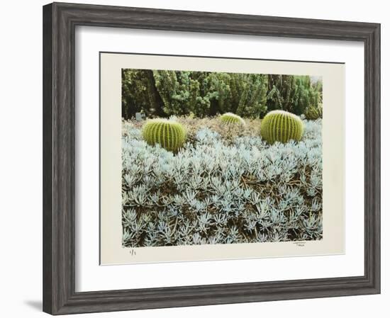 California Cactus Garden 1975-Theo Westenberger-Framed Photographic Print