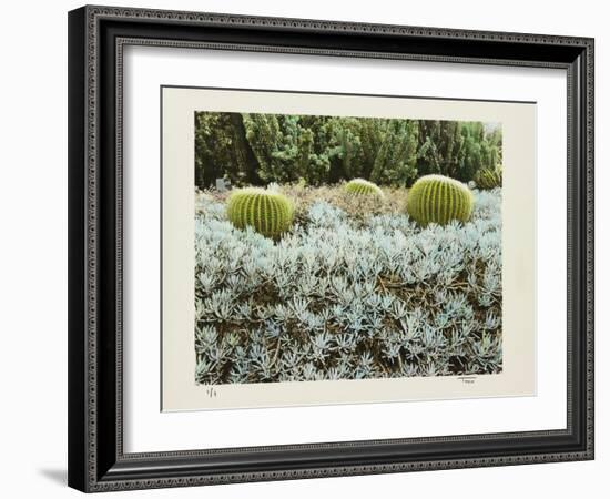 California Cactus Garden 1975-Theo Westenberger-Framed Photographic Print