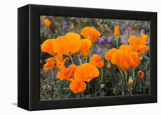 California. California Poppies, and Goldfields Blooming in Early Spring in Antelope Valley-Judith Zimmerman-Framed Premier Image Canvas