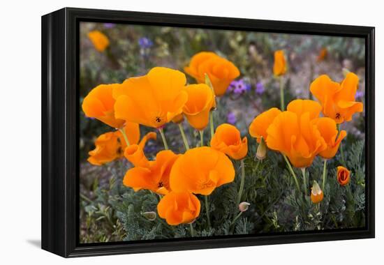 California. California Poppies, and Goldfields Blooming in Early Spring in Antelope Valley-Judith Zimmerman-Framed Premier Image Canvas