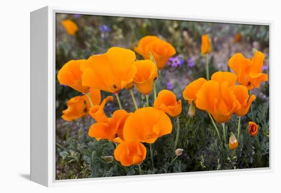 California. California Poppies, and Goldfields Blooming in Early Spring in Antelope Valley-Judith Zimmerman-Framed Premier Image Canvas