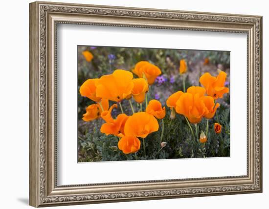 California. California Poppies, and Goldfields Blooming in Early Spring in Antelope Valley-Judith Zimmerman-Framed Photographic Print