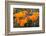 California. California Poppies, and Goldfields Blooming in Early Spring in Antelope Valley-Judith Zimmerman-Framed Photographic Print