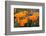 California. California Poppies, and Goldfields Blooming in Early Spring in Antelope Valley-Judith Zimmerman-Framed Photographic Print