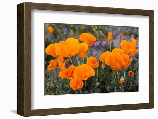 California. California Poppies, and Goldfields Blooming in Early Spring in Antelope Valley-Judith Zimmerman-Framed Photographic Print