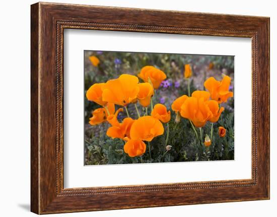 California. California Poppies, and Goldfields Blooming in Early Spring in Antelope Valley-Judith Zimmerman-Framed Photographic Print