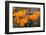 California. California Poppies, and Goldfields Blooming in Early Spring in Antelope Valley-Judith Zimmerman-Framed Photographic Print