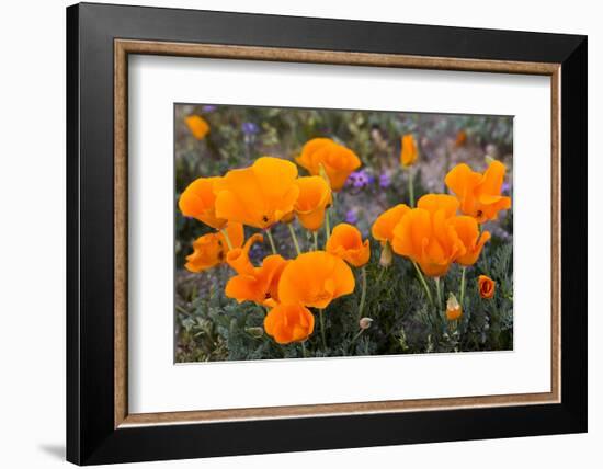 California. California Poppies, and Goldfields Blooming in Early Spring in Antelope Valley-Judith Zimmerman-Framed Photographic Print