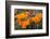 California. California Poppies, and Goldfields Blooming in Early Spring in Antelope Valley-Judith Zimmerman-Framed Photographic Print