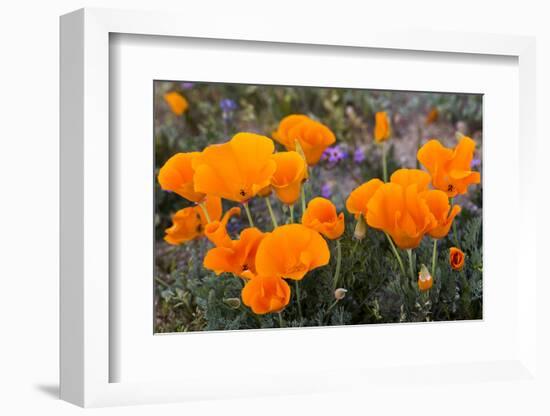California. California Poppies, and Goldfields Blooming in Early Spring in Antelope Valley-Judith Zimmerman-Framed Photographic Print