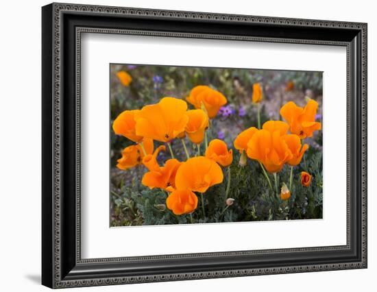 California. California Poppies, and Goldfields Blooming in Early Spring in Antelope Valley-Judith Zimmerman-Framed Photographic Print