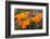 California. California Poppies, and Goldfields Blooming in Early Spring in Antelope Valley-Judith Zimmerman-Framed Photographic Print