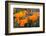 California. California Poppies, and Goldfields Blooming in Early Spring in Antelope Valley-Judith Zimmerman-Framed Photographic Print