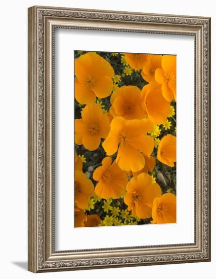 California. California Poppies and Goldfields Blooming in Early Spring in Antelope Valley-Judith Zimmerman-Framed Photographic Print