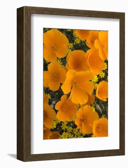 California. California Poppies and Goldfields Blooming in Early Spring in Antelope Valley-Judith Zimmerman-Framed Photographic Print