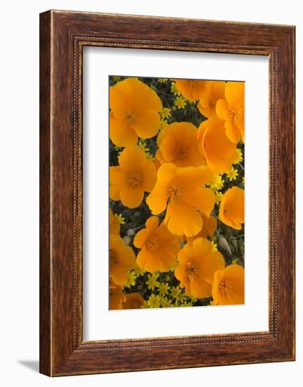 California. California Poppies and Goldfields Blooming in Early Spring in Antelope Valley-Judith Zimmerman-Framed Photographic Print