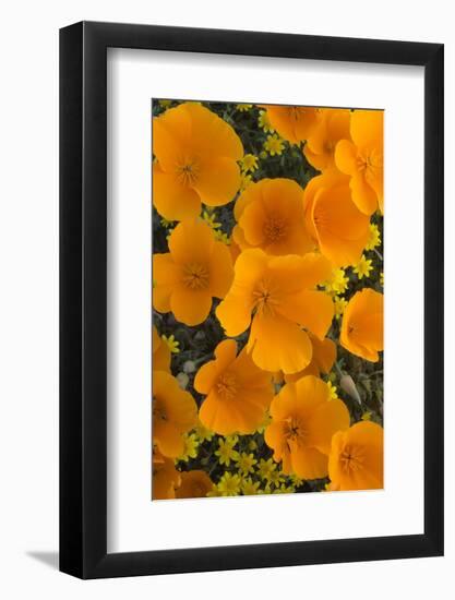 California. California Poppies and Goldfields Blooming in Early Spring in Antelope Valley-Judith Zimmerman-Framed Photographic Print