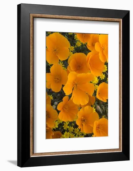 California. California Poppies and Goldfields Blooming in Early Spring in Antelope Valley-Judith Zimmerman-Framed Photographic Print