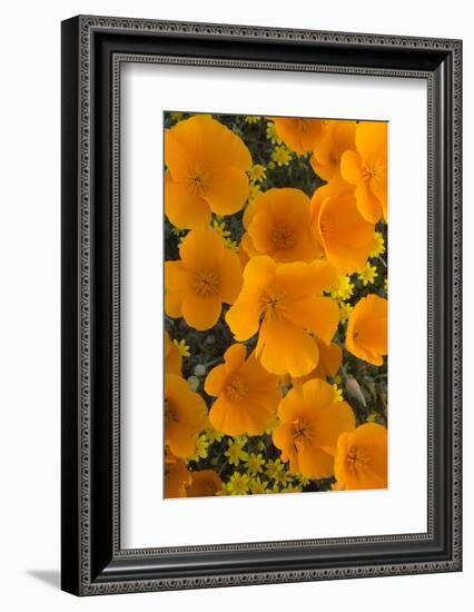 California. California Poppies and Goldfields Blooming in Early Spring in Antelope Valley-Judith Zimmerman-Framed Photographic Print