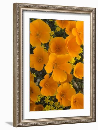 California. California Poppies and Goldfields Blooming in Early Spring in Antelope Valley-Judith Zimmerman-Framed Photographic Print