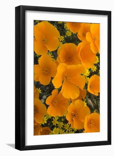 California. California Poppies and Goldfields Blooming in Early Spring in Antelope Valley-Judith Zimmerman-Framed Photographic Print