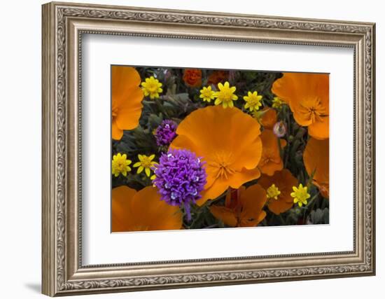 California. California Poppies, and Goldfields Blooming in Early Spring in Antelope Valley-Judith Zimmerman-Framed Photographic Print