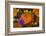 California. California Poppies, and Goldfields Blooming in Early Spring in Antelope Valley-Judith Zimmerman-Framed Photographic Print