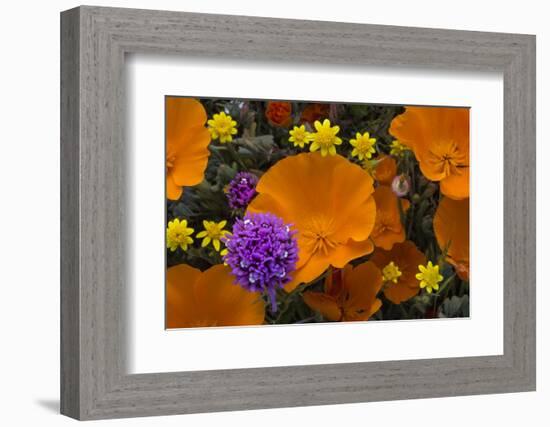 California. California Poppies, and Goldfields Blooming in Early Spring in Antelope Valley-Judith Zimmerman-Framed Photographic Print