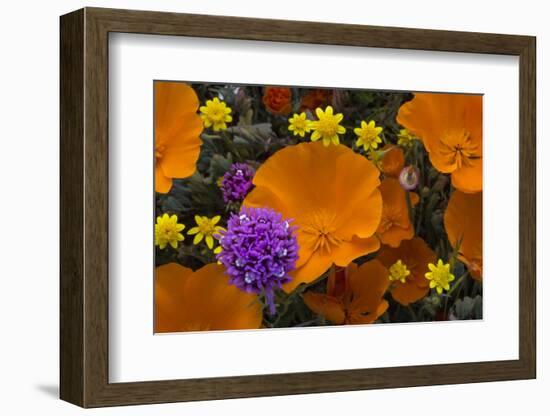 California. California Poppies, and Goldfields Blooming in Early Spring in Antelope Valley-Judith Zimmerman-Framed Photographic Print