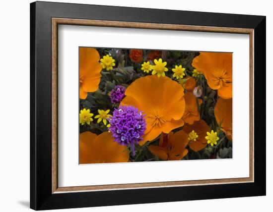 California. California Poppies, and Goldfields Blooming in Early Spring in Antelope Valley-Judith Zimmerman-Framed Photographic Print