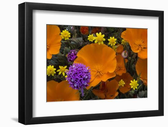 California. California Poppies, and Goldfields Blooming in Early Spring in Antelope Valley-Judith Zimmerman-Framed Photographic Print