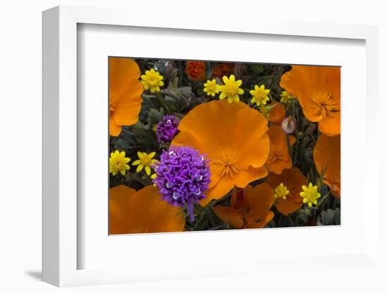 California. California Poppies, and Goldfields Blooming in Early Spring in Antelope Valley-Judith Zimmerman-Framed Photographic Print