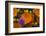 California. California Poppies, and Goldfields Blooming in Early Spring in Antelope Valley-Judith Zimmerman-Framed Photographic Print