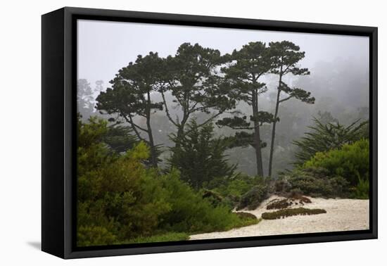 California, Carmel by the Sea. Coastal Trees of Carmel by the Sea-Kymri Wilt-Framed Premier Image Canvas