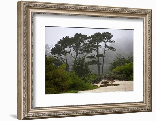 California, Carmel by the Sea. Coastal Trees of Carmel by the Sea-Kymri Wilt-Framed Photographic Print