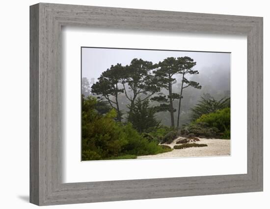 California, Carmel by the Sea. Coastal Trees of Carmel by the Sea-Kymri Wilt-Framed Photographic Print