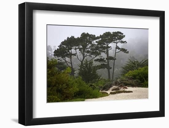 California, Carmel by the Sea. Coastal Trees of Carmel by the Sea-Kymri Wilt-Framed Photographic Print