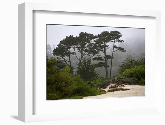 California, Carmel by the Sea. Coastal Trees of Carmel by the Sea-Kymri Wilt-Framed Photographic Print