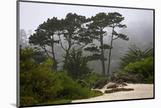 California, Carmel by the Sea. Coastal Trees of Carmel by the Sea-Kymri Wilt-Mounted Photographic Print